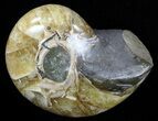 Polished Nautilus Fossil - Madagascar #58652-1